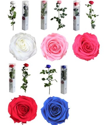 VERDISSIMO-ROSE AMOROSA PREMIUM EMBALLE /1P