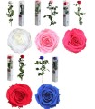 VERDISSIMO-ROSE AMOROSA PREMIUM EMBALLE /1P